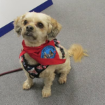 A small dog wearing a red bandana and a black harness sits on a gray carpet.