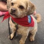 A light brown dog with a red bandana sits on a gray carpet.
