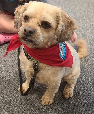 A light brown dog with a red bandana sits on a gray carpet.